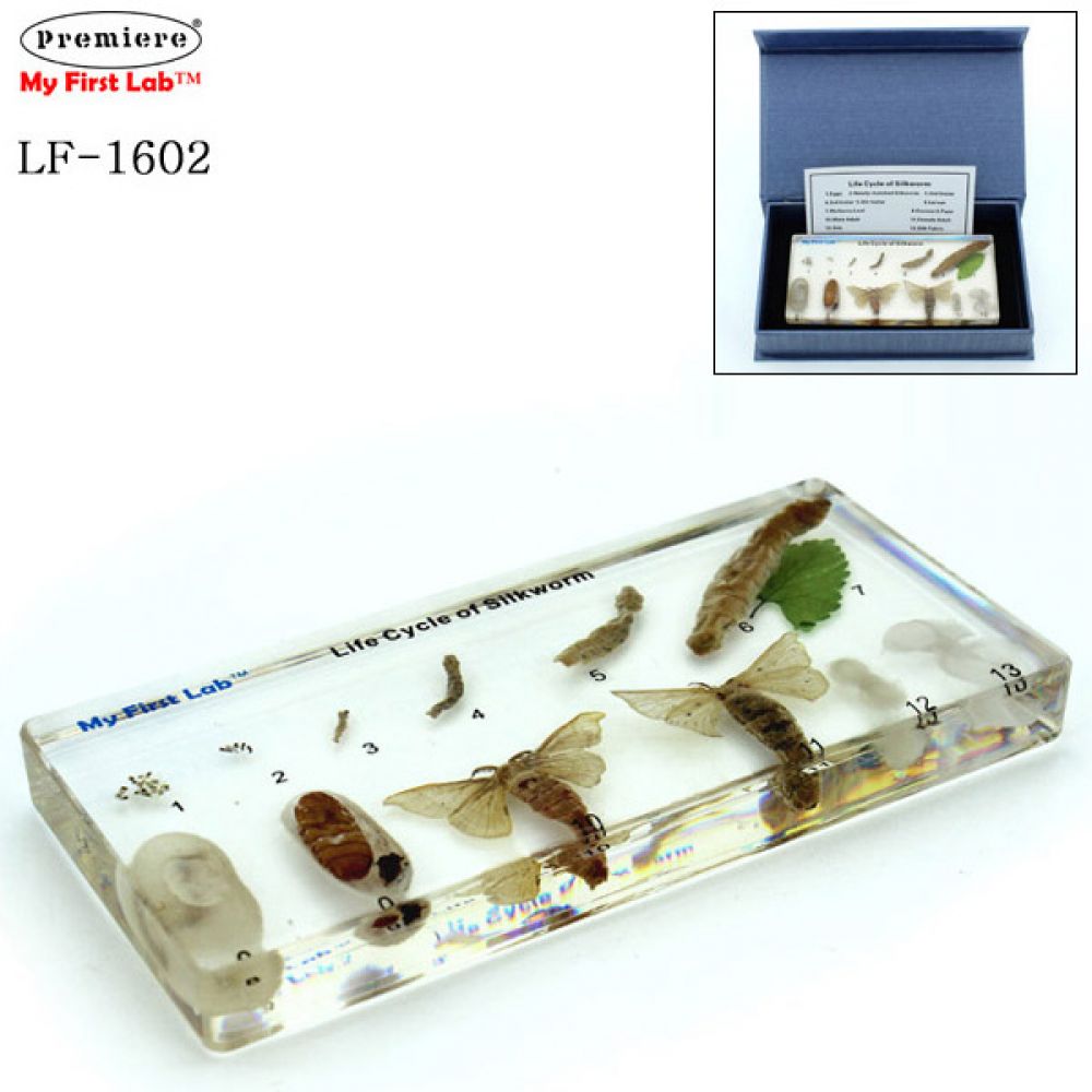 LF-1602 성장표본 누에 학습교구 과학 과학교구