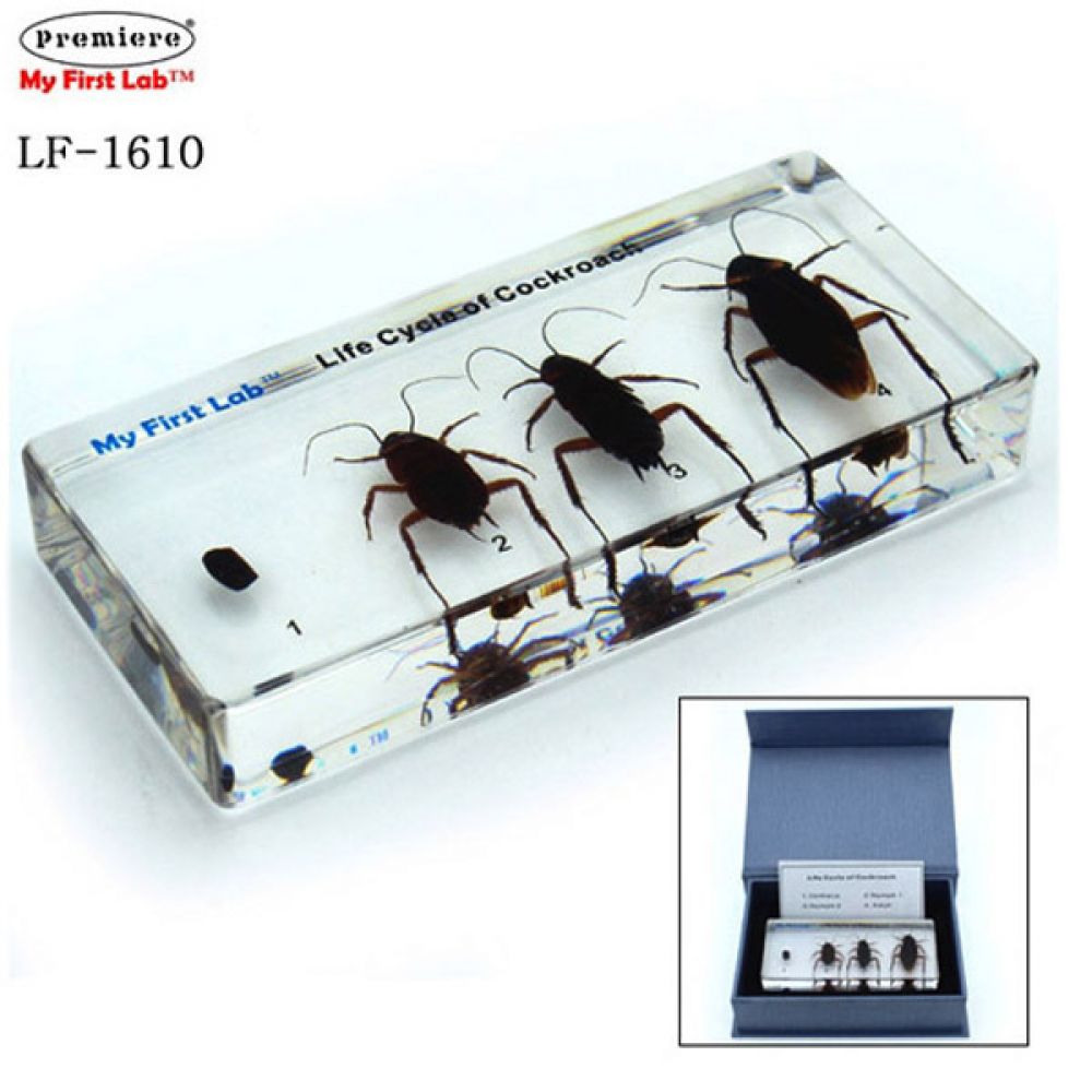 LF-1610 성장표본 바퀴벌레 과학 과학실험 과학교구